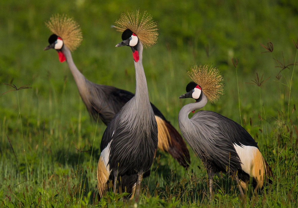 2-Day Uganda Safari