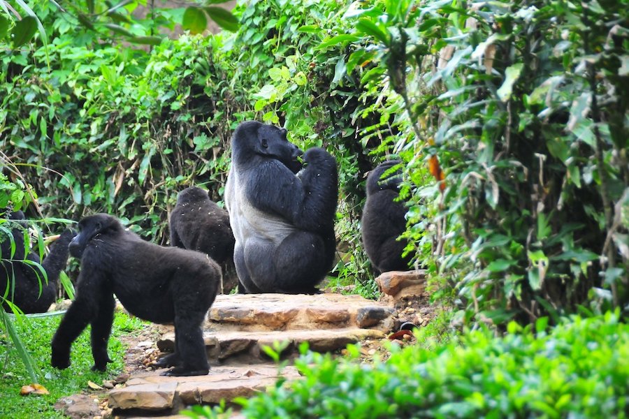 4-Day Kenya Safari