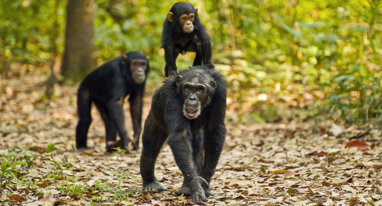 Chimpanzee