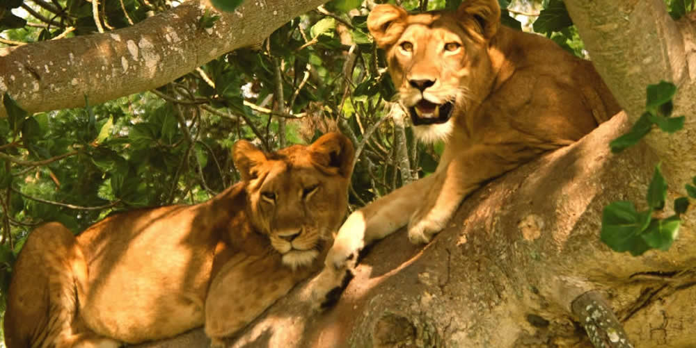 Lion