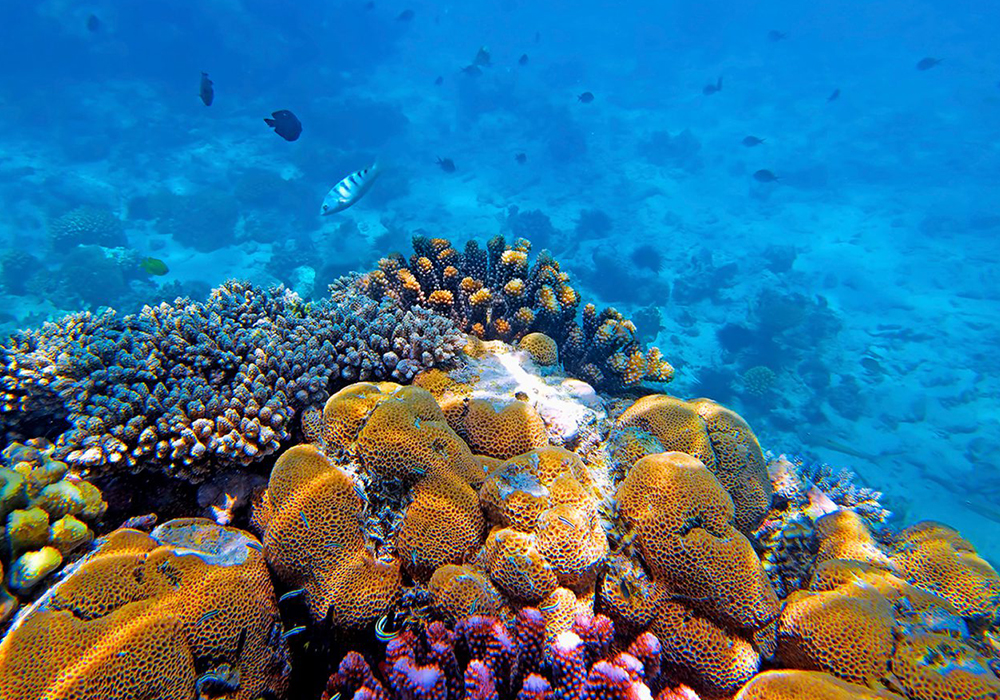 Coral