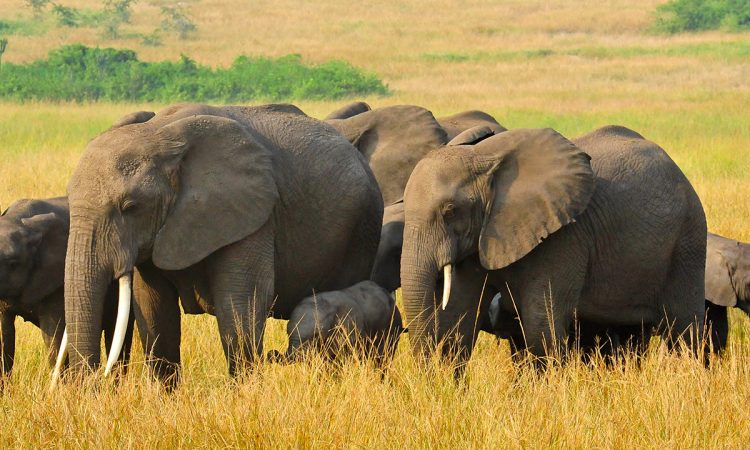 5-Day Kenya Safari