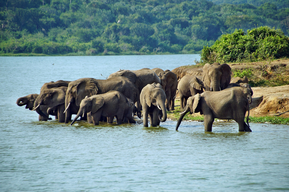 Elephant
