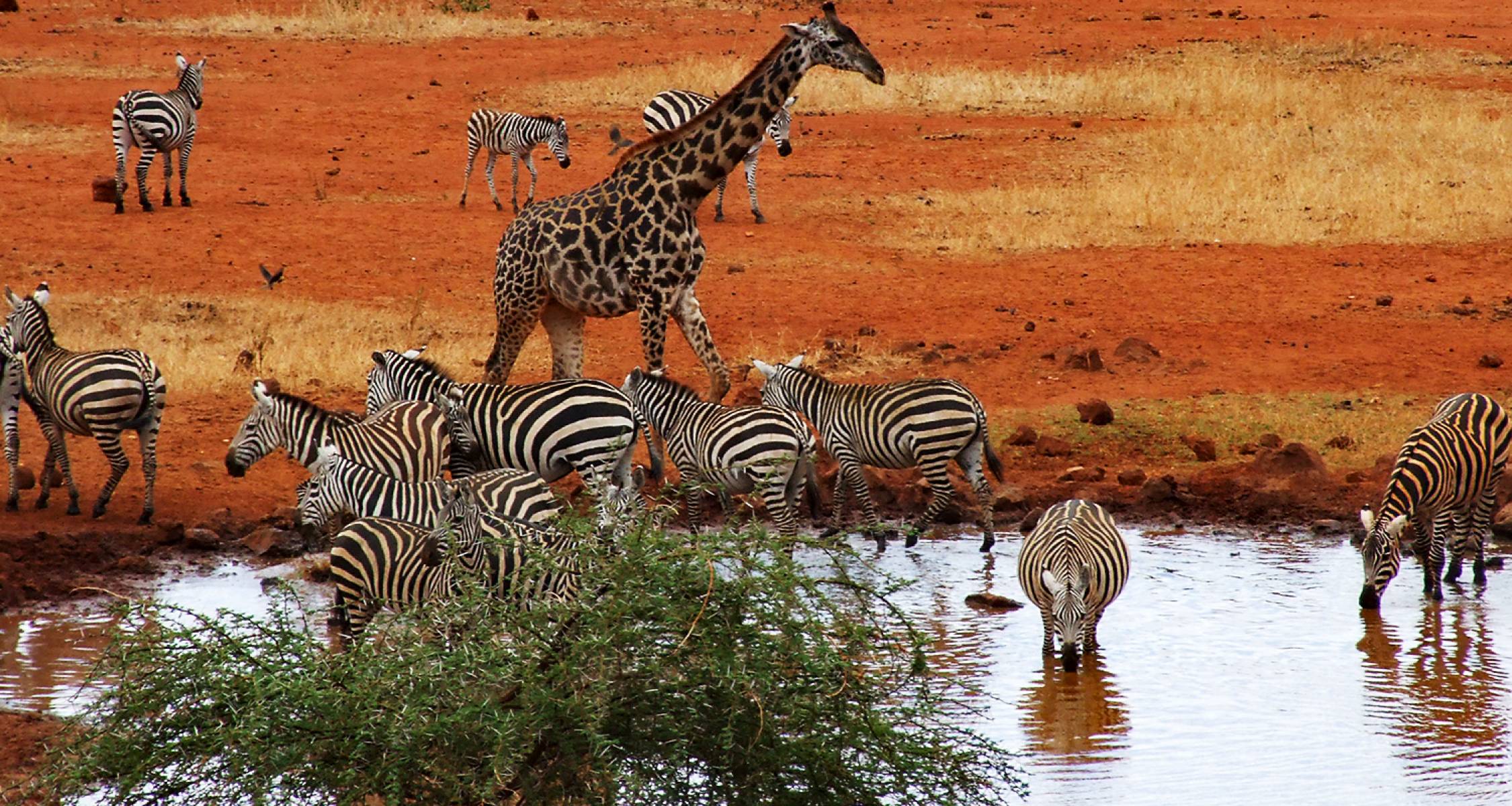 7-Day Kenya Safari