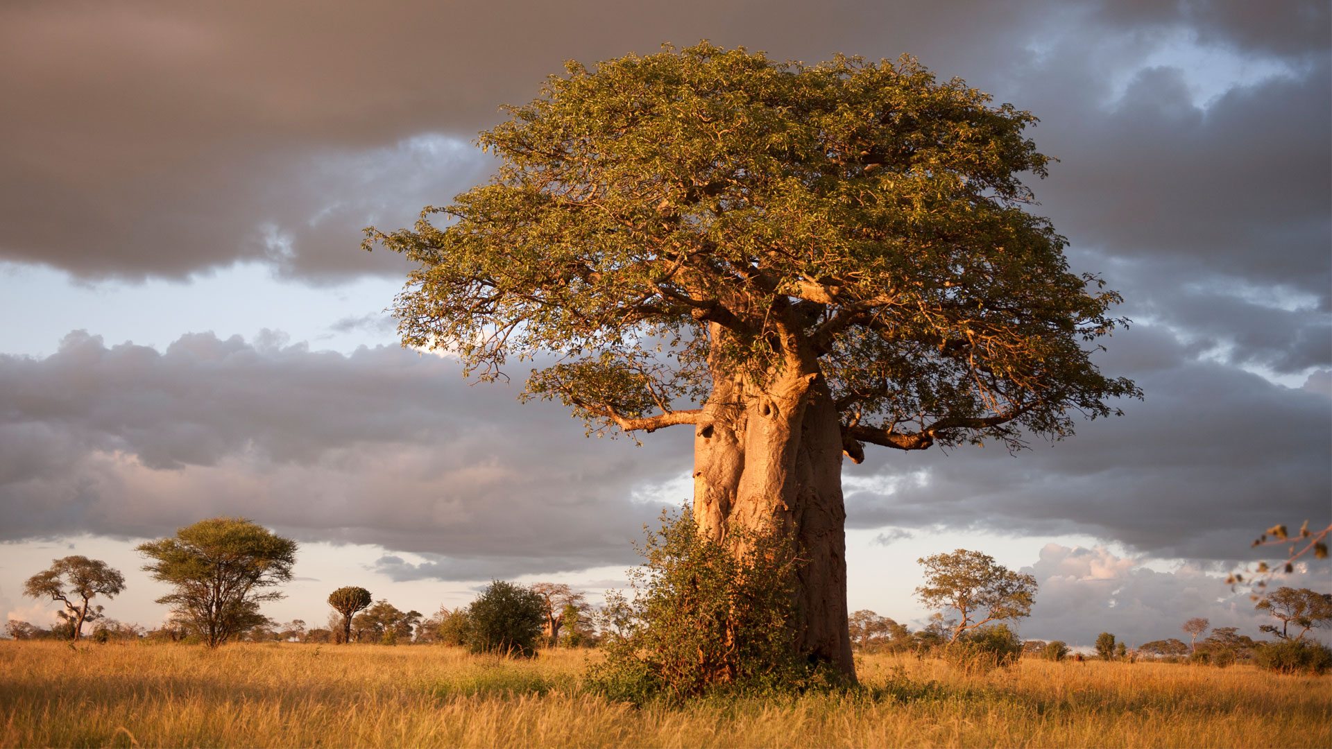 Baobab