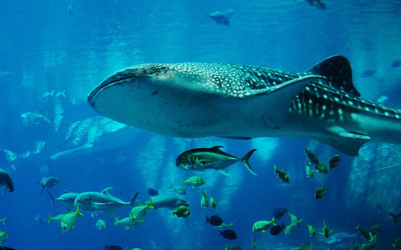 Whale Shark