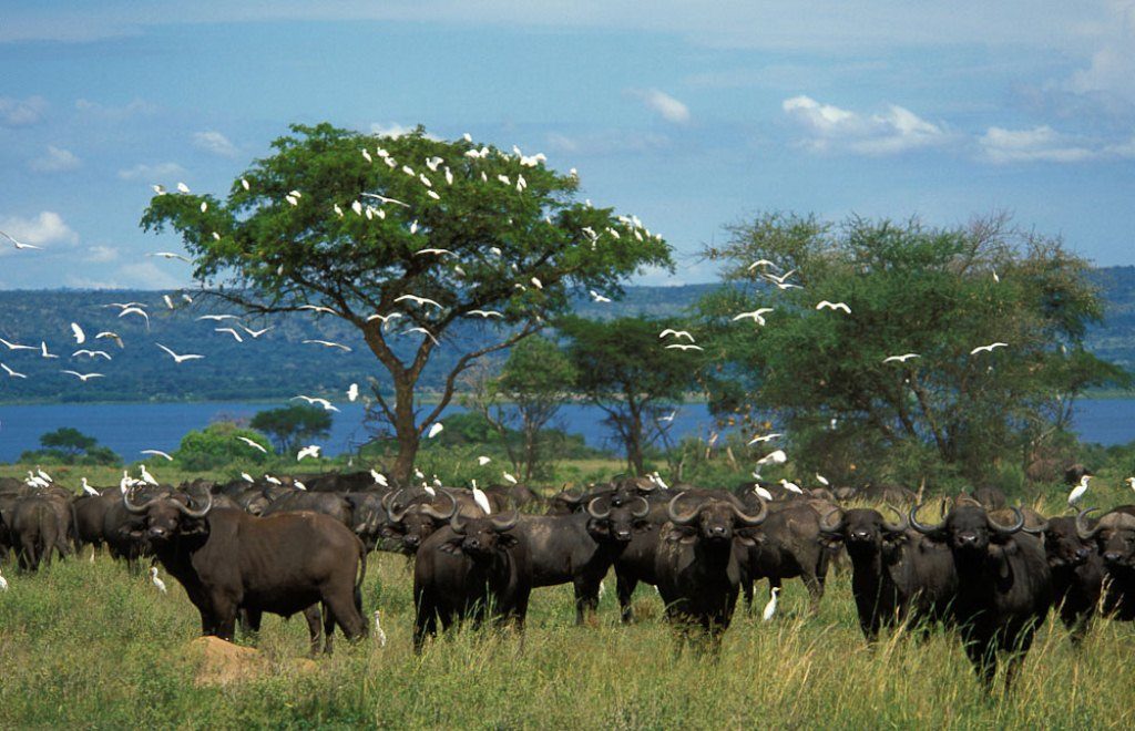 4-Day Uganda Safari