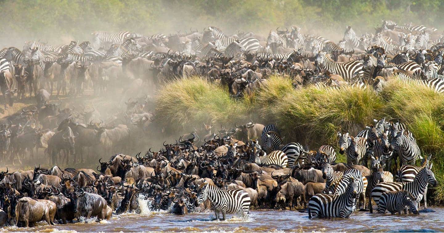 Migration