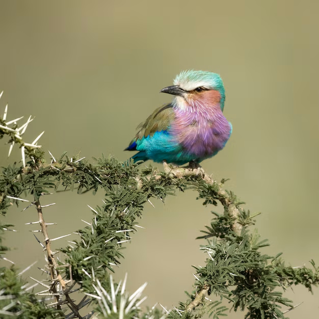 Bird