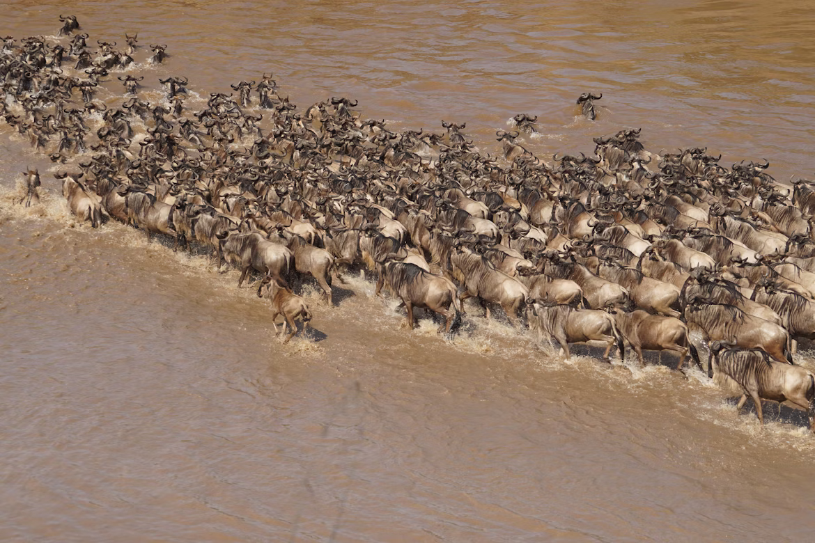 Migration