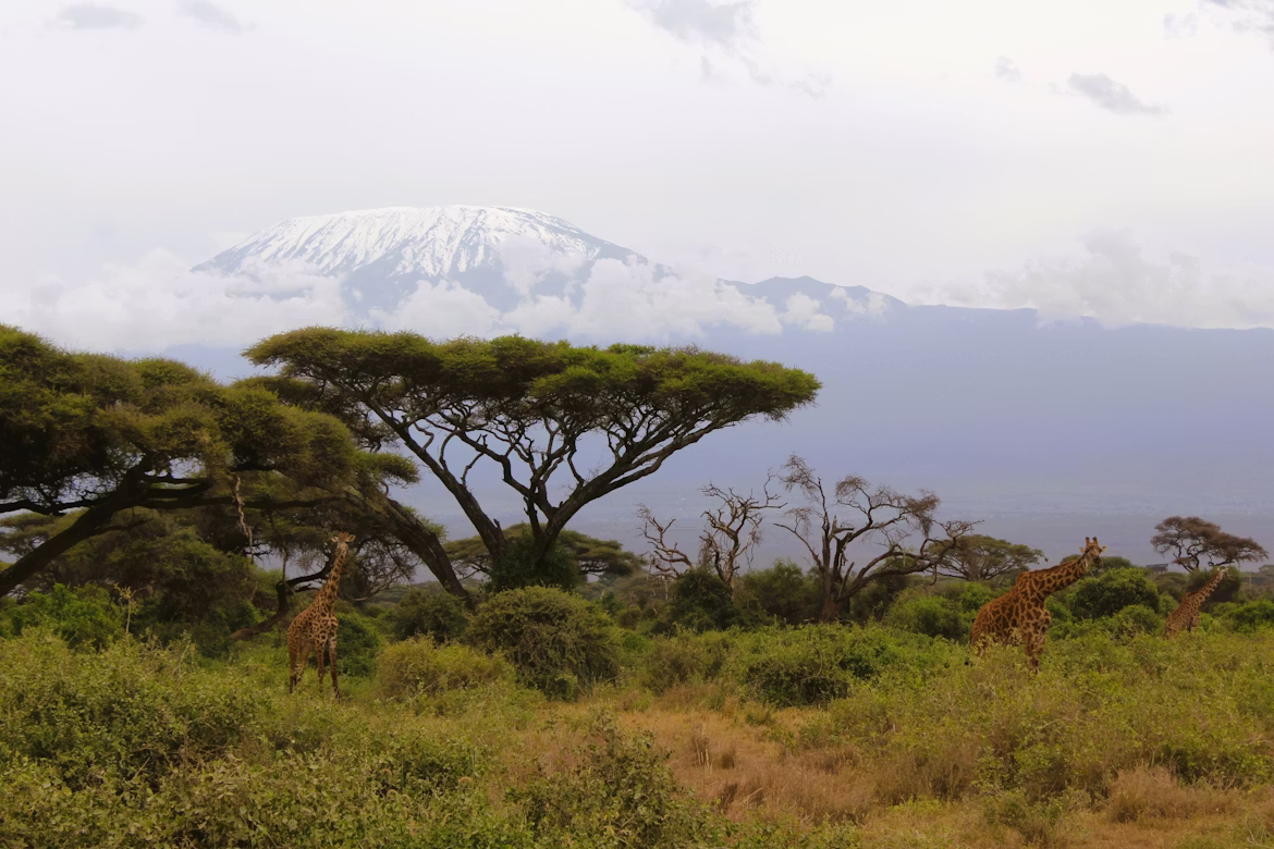 Mount Kilimanjaro Sunrise