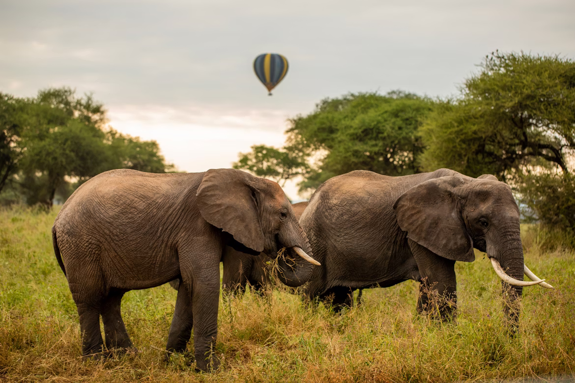 Elephant