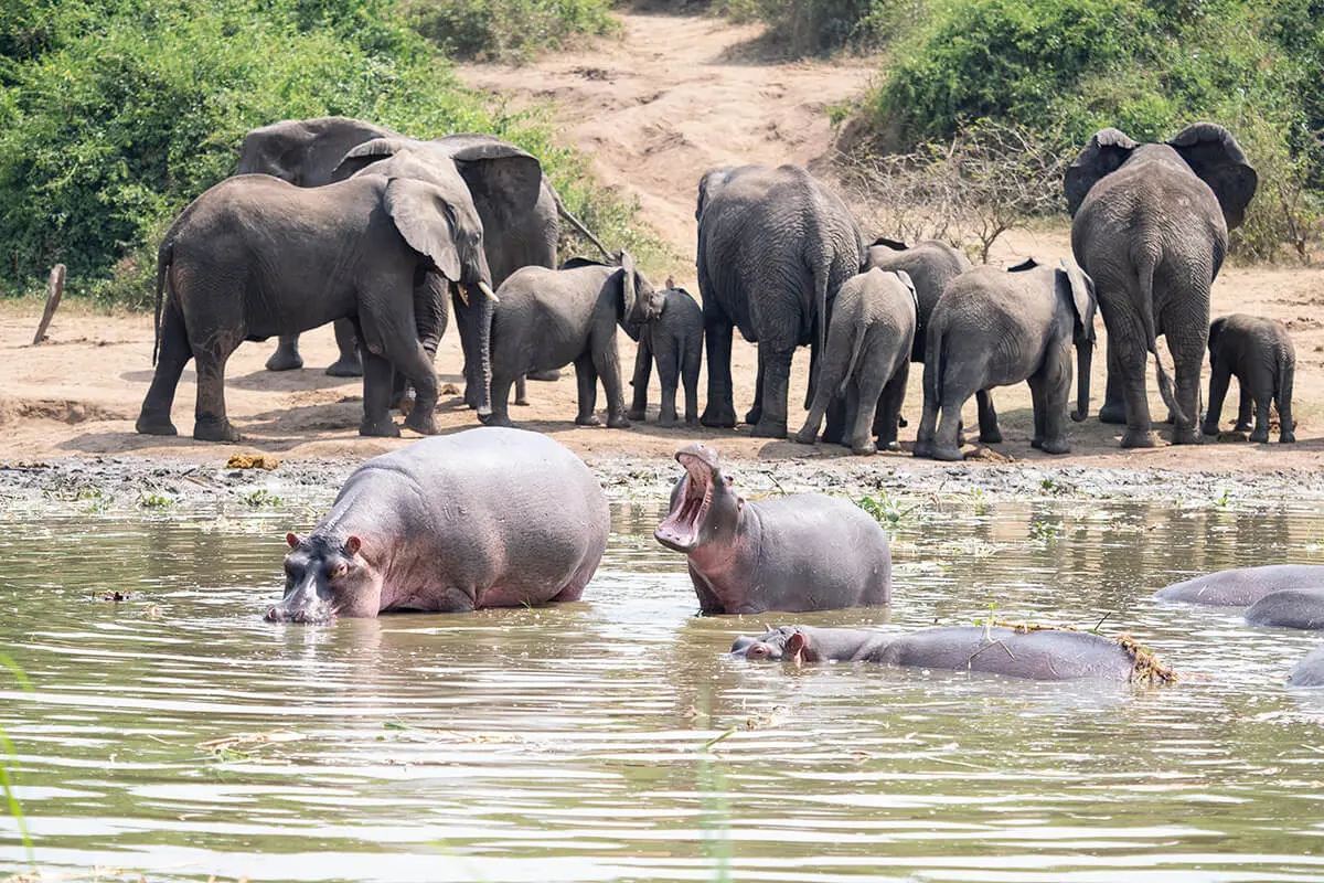 Hippos