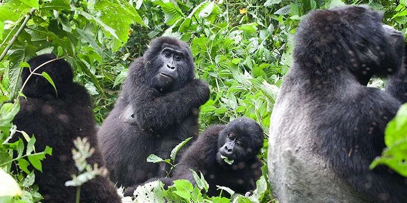 Gorilla