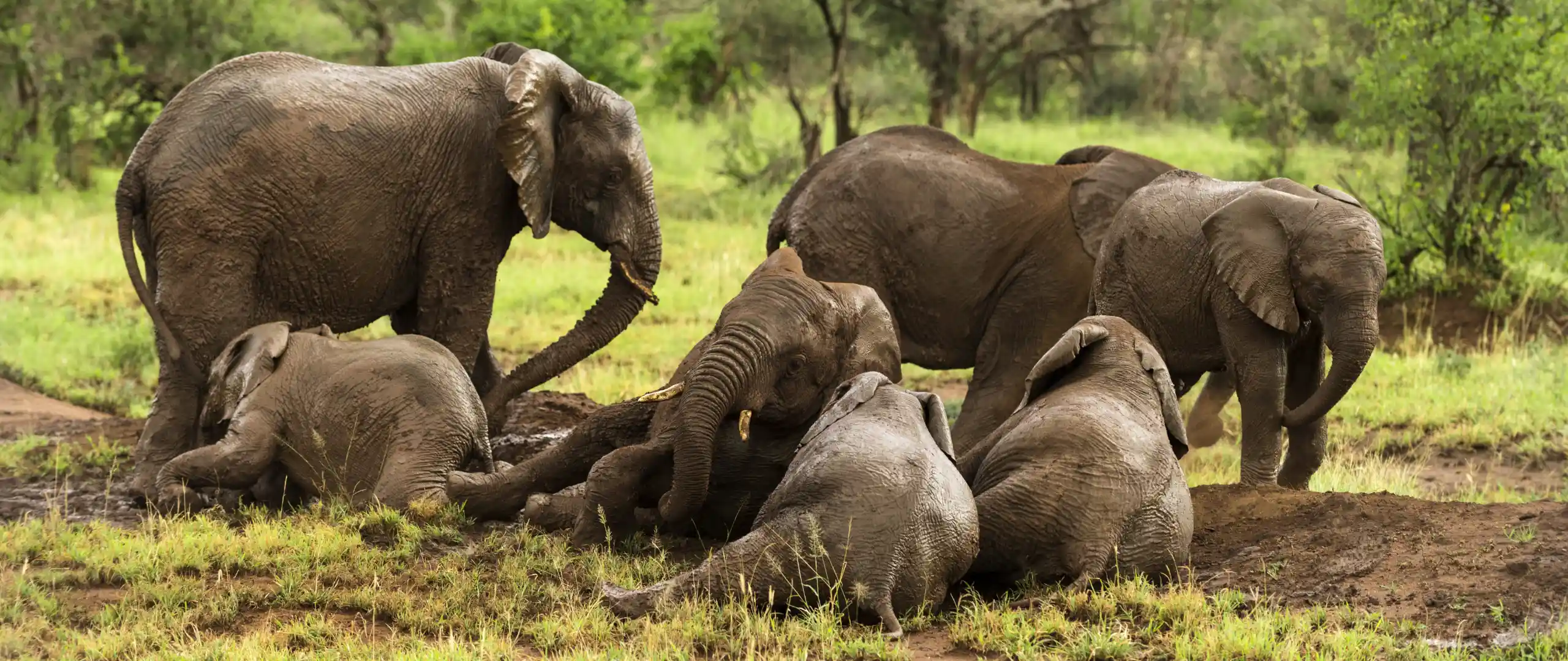 Elephant