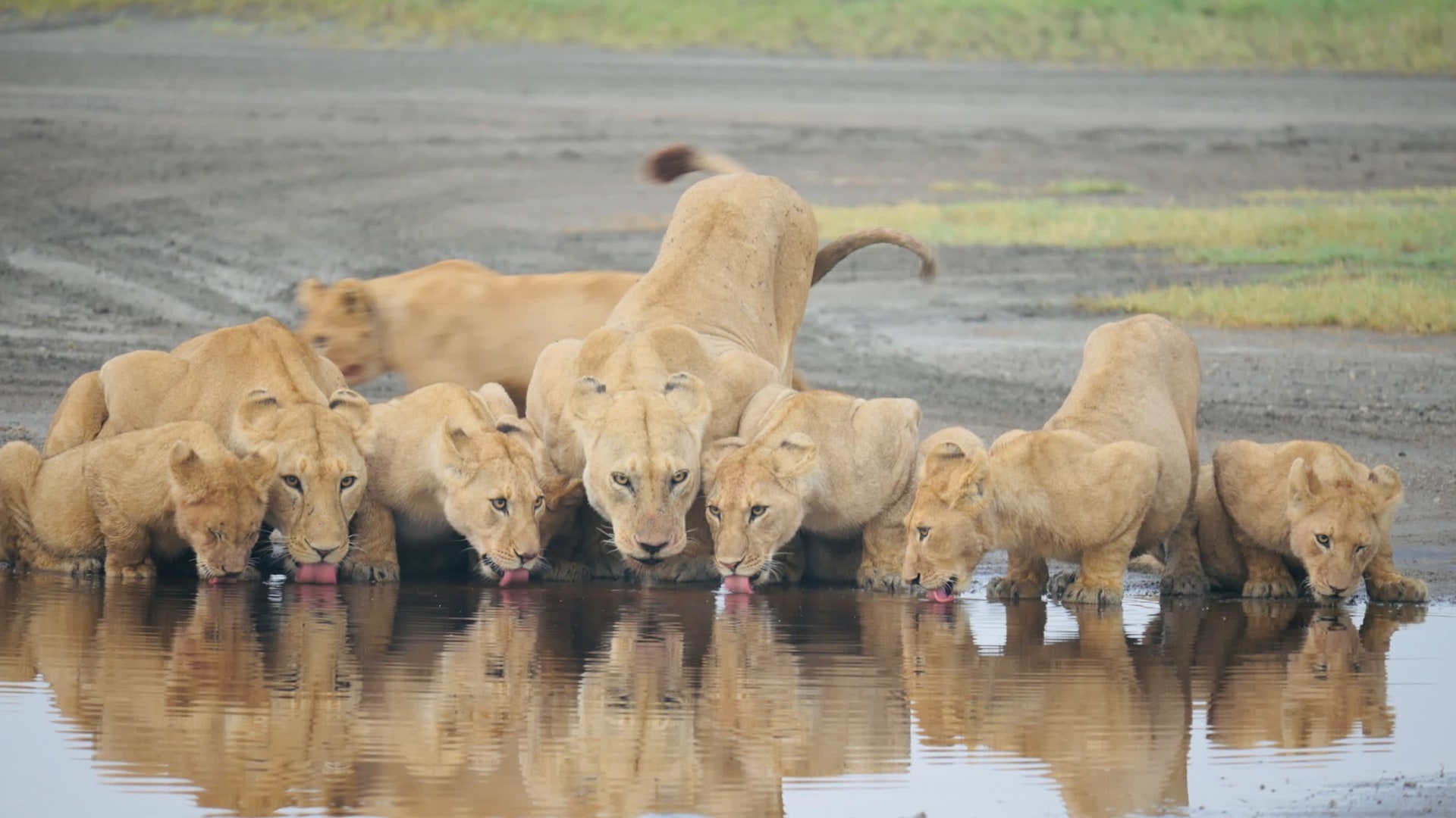 Lion