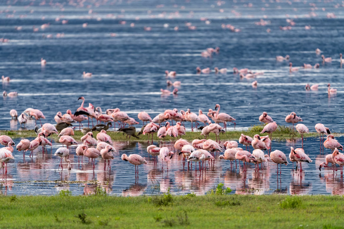 Ngorongoro Safari