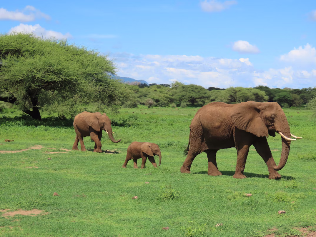 Tarangire Safari